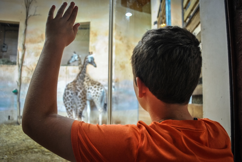 Cameron, one of my professor's sons, leans up against the glass wall of the giraffe habitat, calling to the two giraffes inside to come closer.